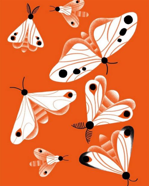 illustration-amelie-faliere-papillons.jpg - Amlie FALIERE | Virginie