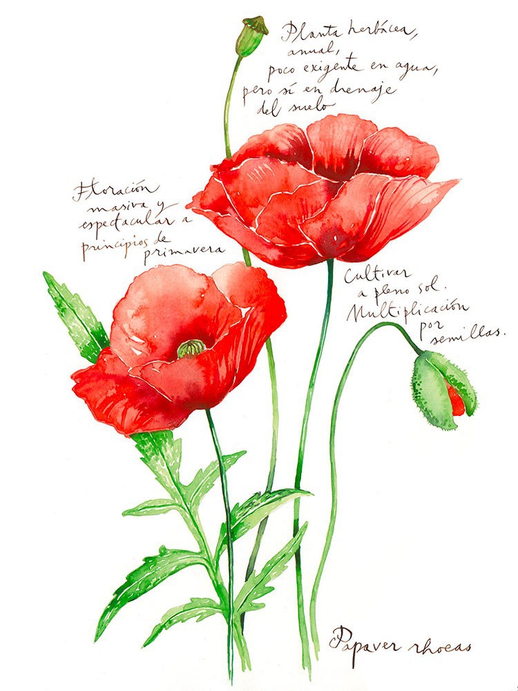 illustration-lucile-prache-coquelicots.jpg - Lucile PRACHE | Virginie